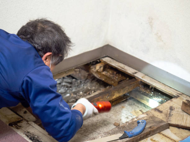 Best Commercial Mold Removal  in Breaux Bridge, LA