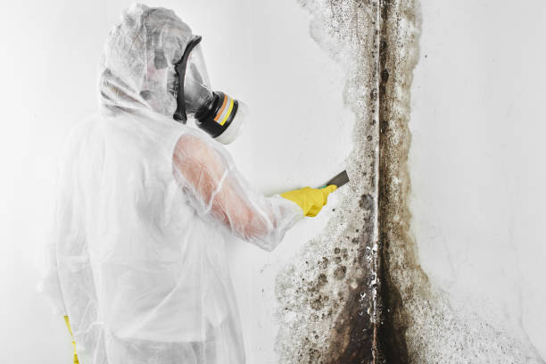 Best Local Mold Removal Service  in Breaux Bridge, LA