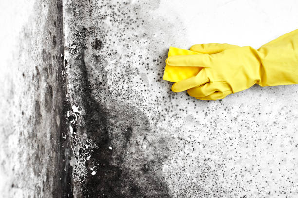 Best Affordable Mold Removal  in Breaux Bridge, LA
