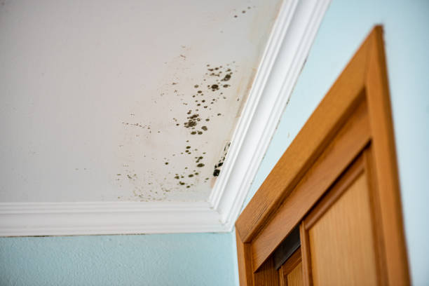 Best Commercial Mold Removal  in Breaux Bridge, LA