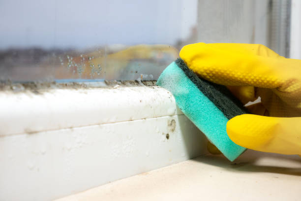 Best Toxic Mold Removal  in Breaux Bridge, LA