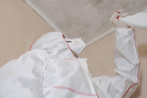 Best Mold Testing and Removal  in Breaux Bridge, LA