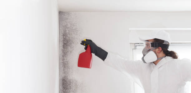 Best Certified Mold Removal  in Breaux Bridge, LA