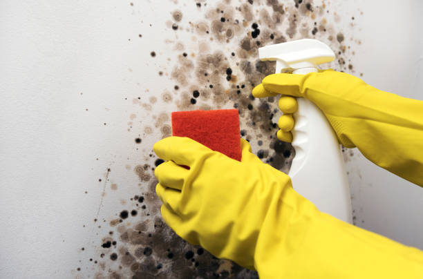 Best Same-Day Mold Removal  in Breaux Bridge, LA