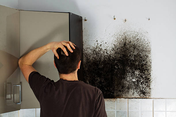 Best Mold Testing  in Breaux Bridge, LA