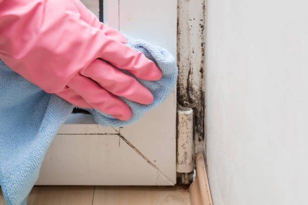 Attic Mold Removal in Breaux Bridge, LA
